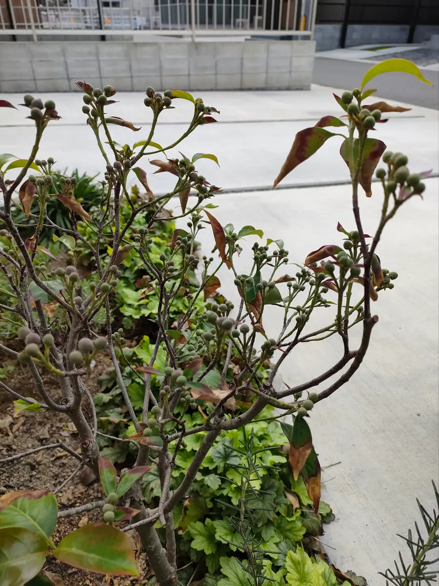 絶滅危惧種 ヤマホウズキの完熟実80個(枯れが進んだので今期はこれで