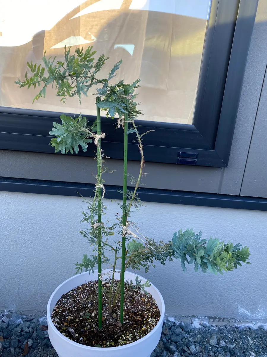 ミモザについて質問です。育てていたミモザの苗に、毛虫のよう
