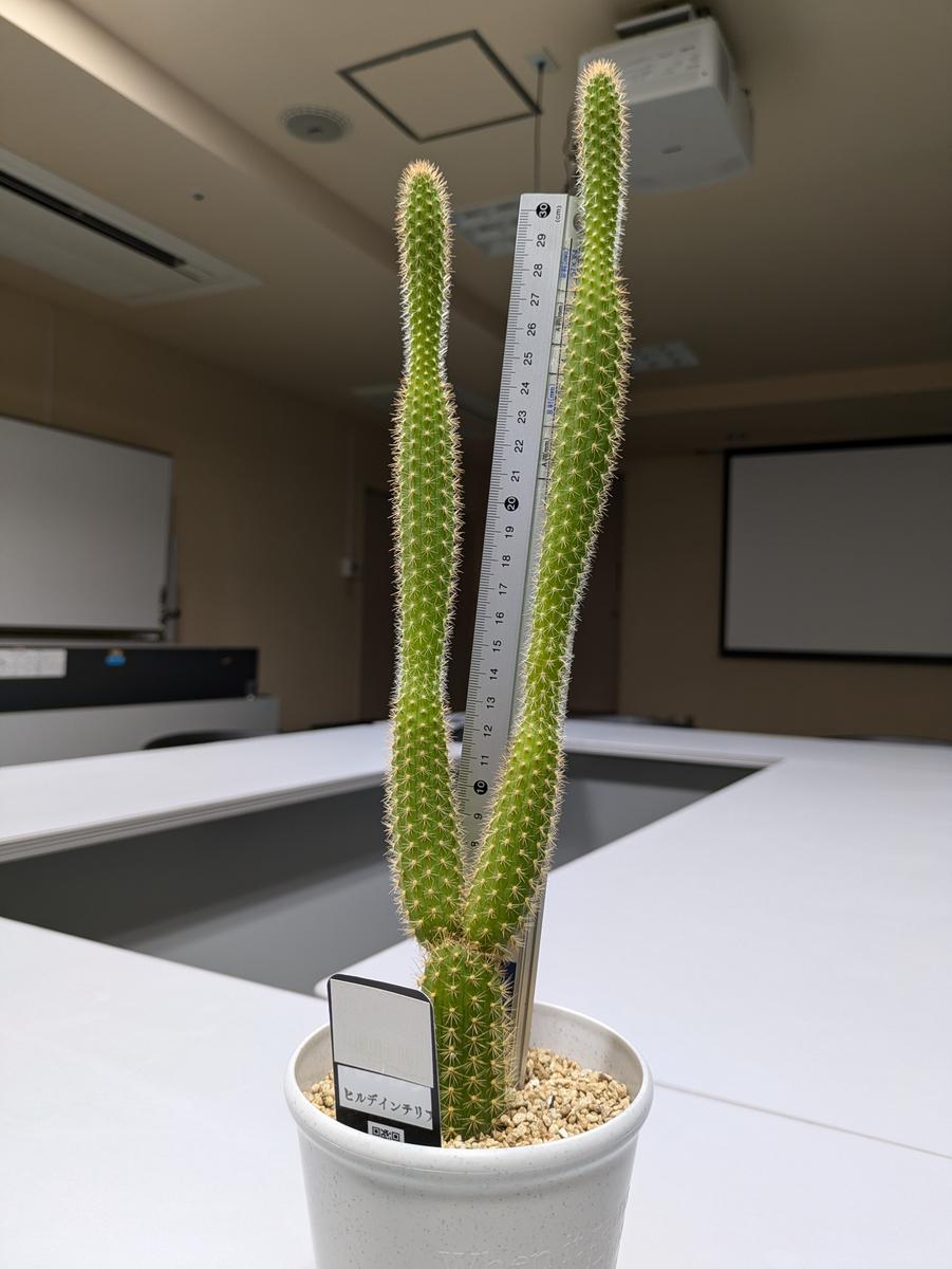 サボテンの育て方についてアドバイスをいただけたらと思い投稿