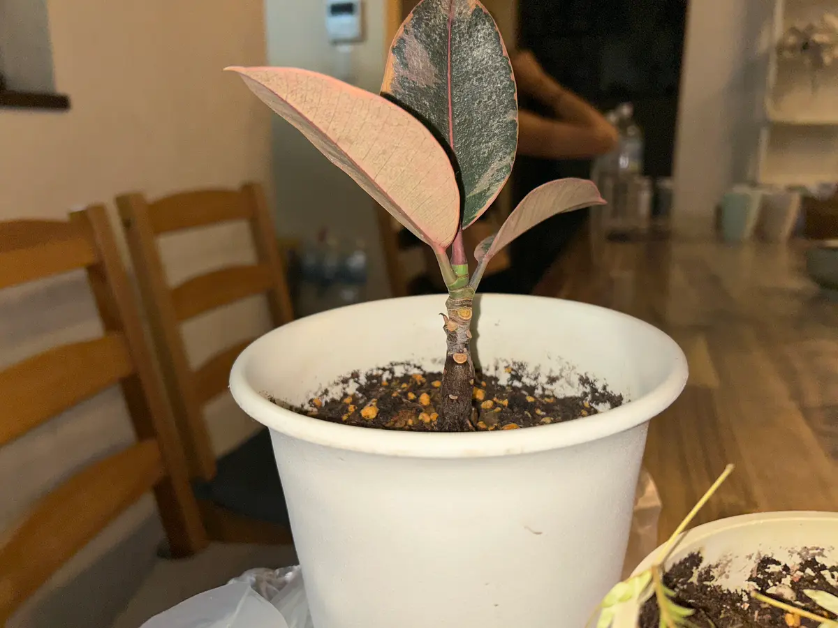 フィカスの種類100円ショップで赤っぽいフィカスを購入しまし｜園芸