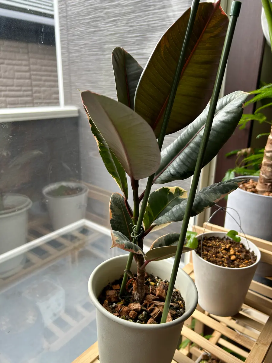 フィカスの種類100円ショップで赤っぽいフィカスを購入しまし｜園芸