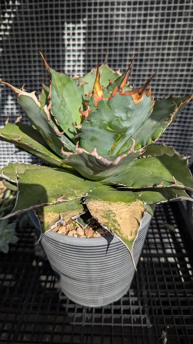 3年ほど前に購入したアガベです。昨年までは普段は日当たりの｜園芸
