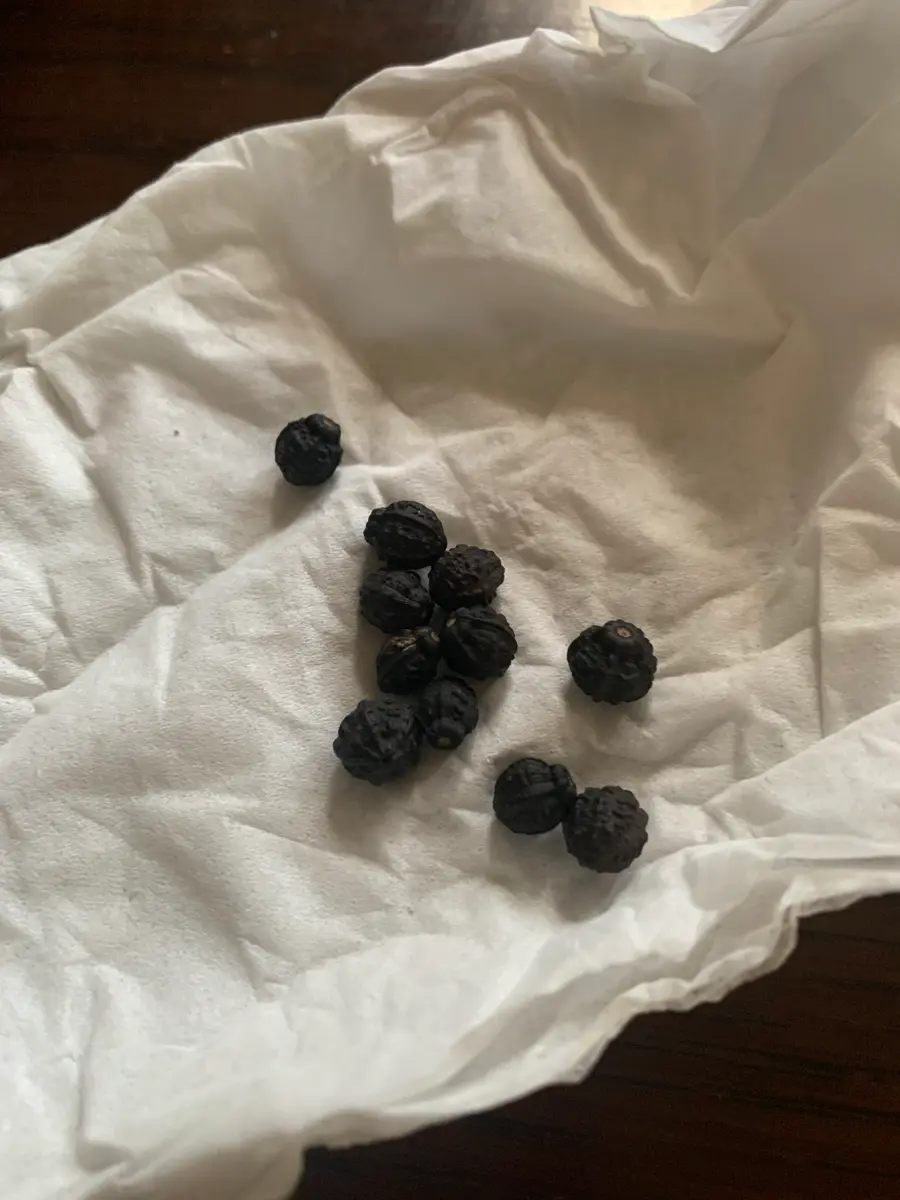 おしろい花の種を取りました。これから寒くなるので暖かくなっ おしろい花の種を取りました。これから寒くなるので暖かくなっ