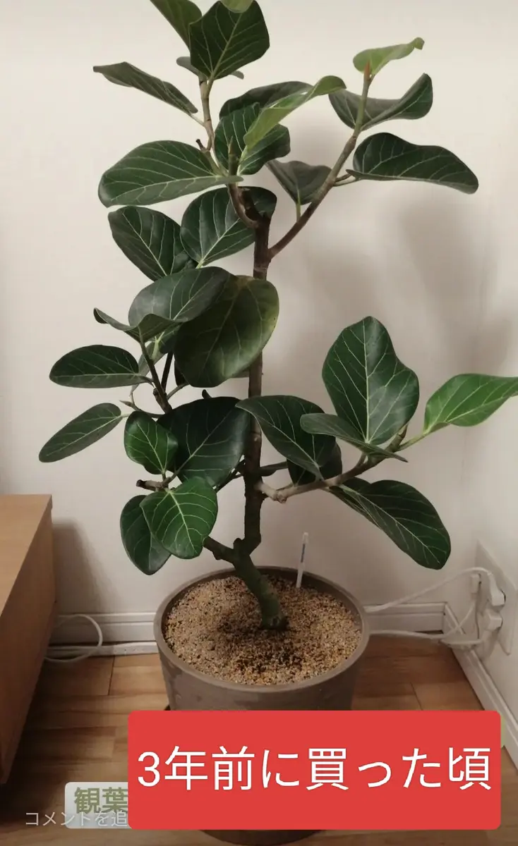 フィカス　確認用　購入不可 こんにちは。園芸初心者です。3年前に買ったフィカス・ルーカ｜園芸