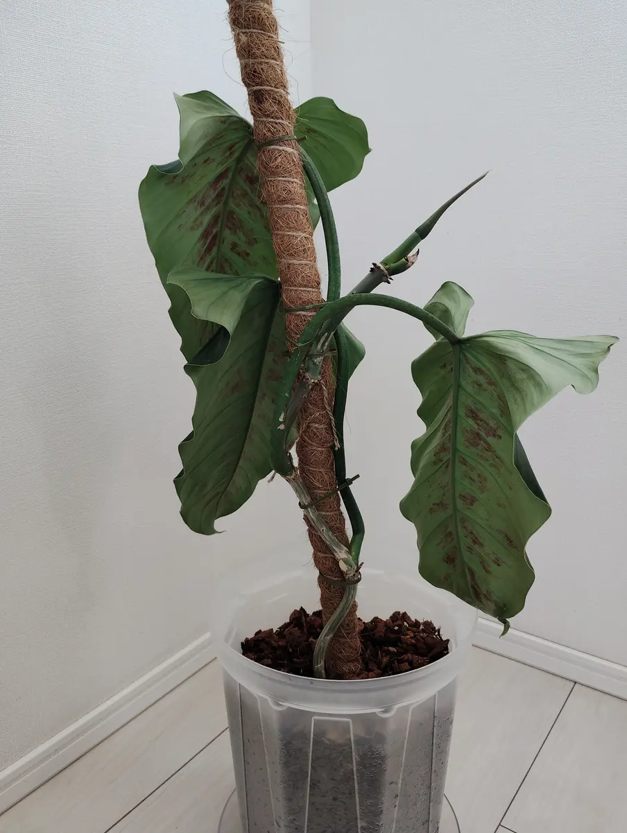 切り戻ししたフィロデンドロン】9月にこちらでアドバイスを｜園芸