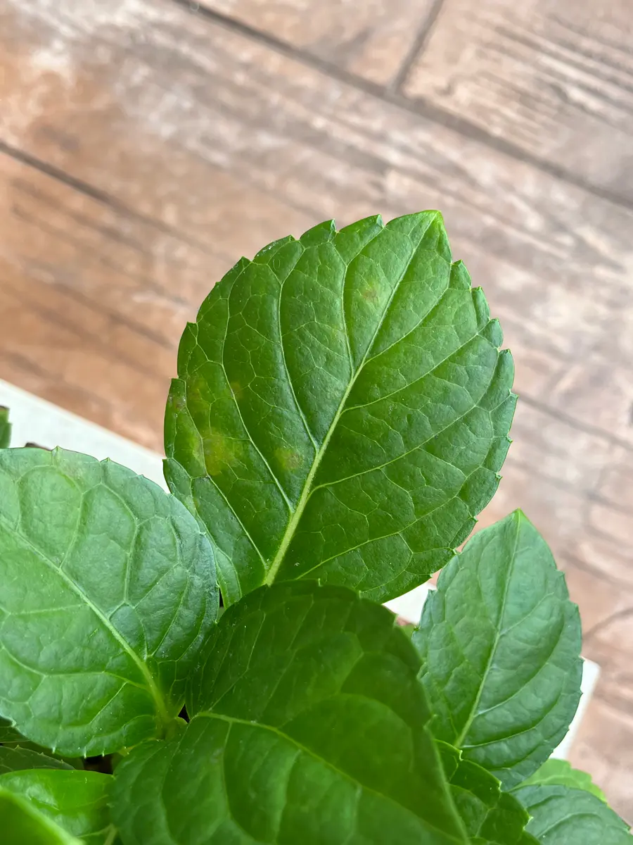 1週間前より二枚の葉に斑点がでてきました。栄養が偏っている