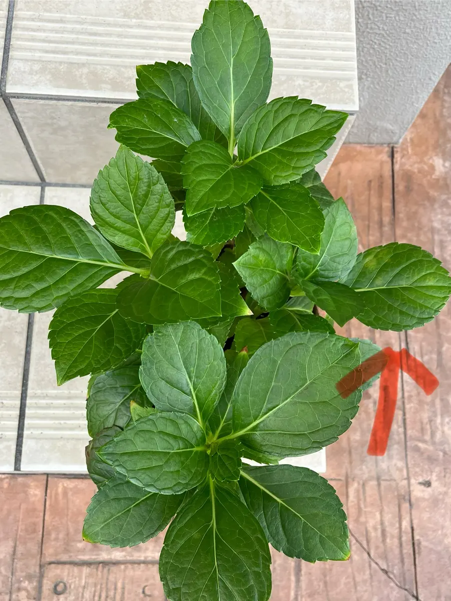 1週間前より二枚の葉に斑点がでてきました。栄養が偏っている