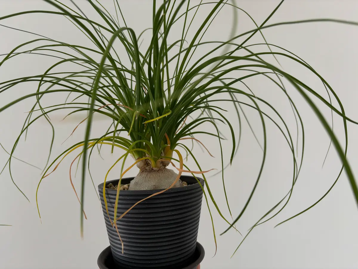 お世話になります。ポニーテールの葉が写真のように黄色くなっ