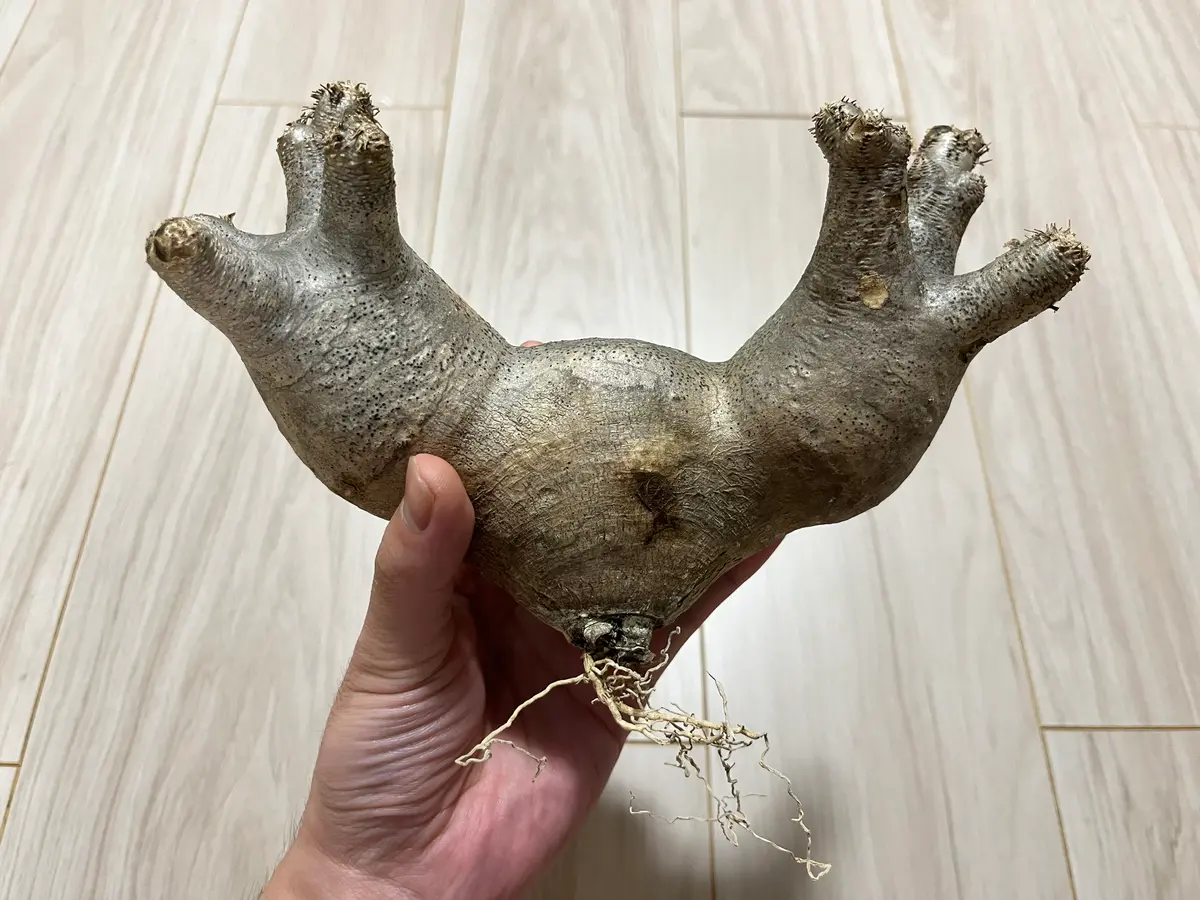 先日、オークションサイトで現地球パキポディウムブレビカリッ