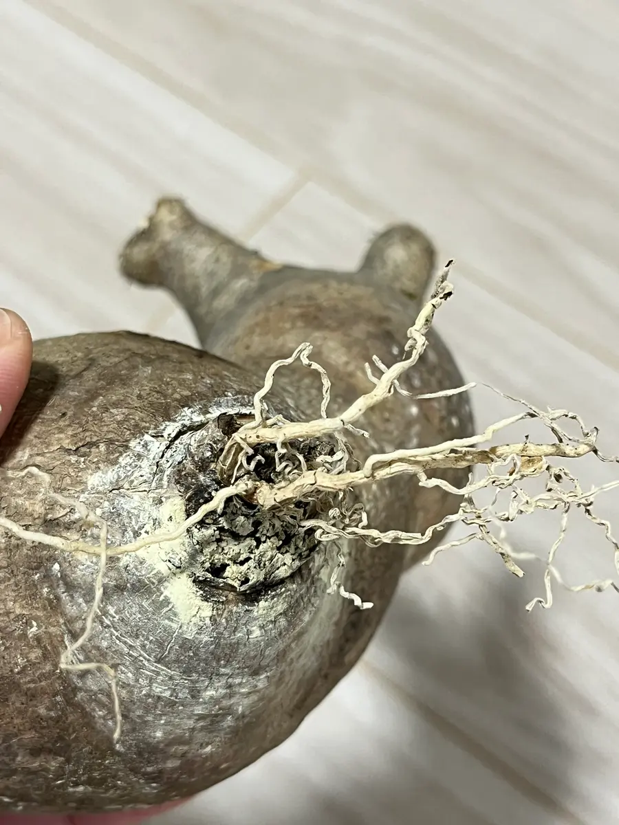 25/8/9出品 パキポディウムエブレネウム(現地球)雷土(鉢込み) 25/8/9出品 パキポディウムエブレネウム(現地球)雷土(鉢込み