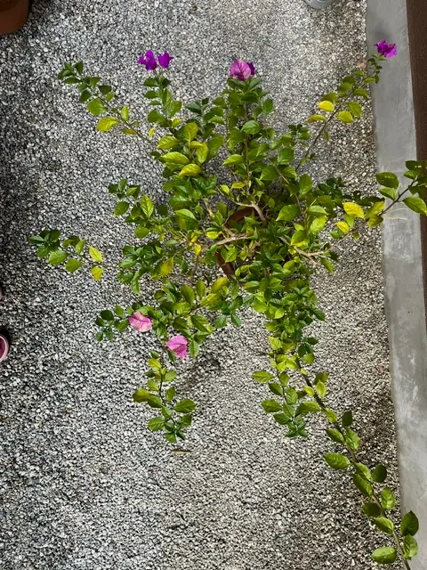 ブーゲンビリアです。昨年は室内で越冬させましたが、今年は｜園芸