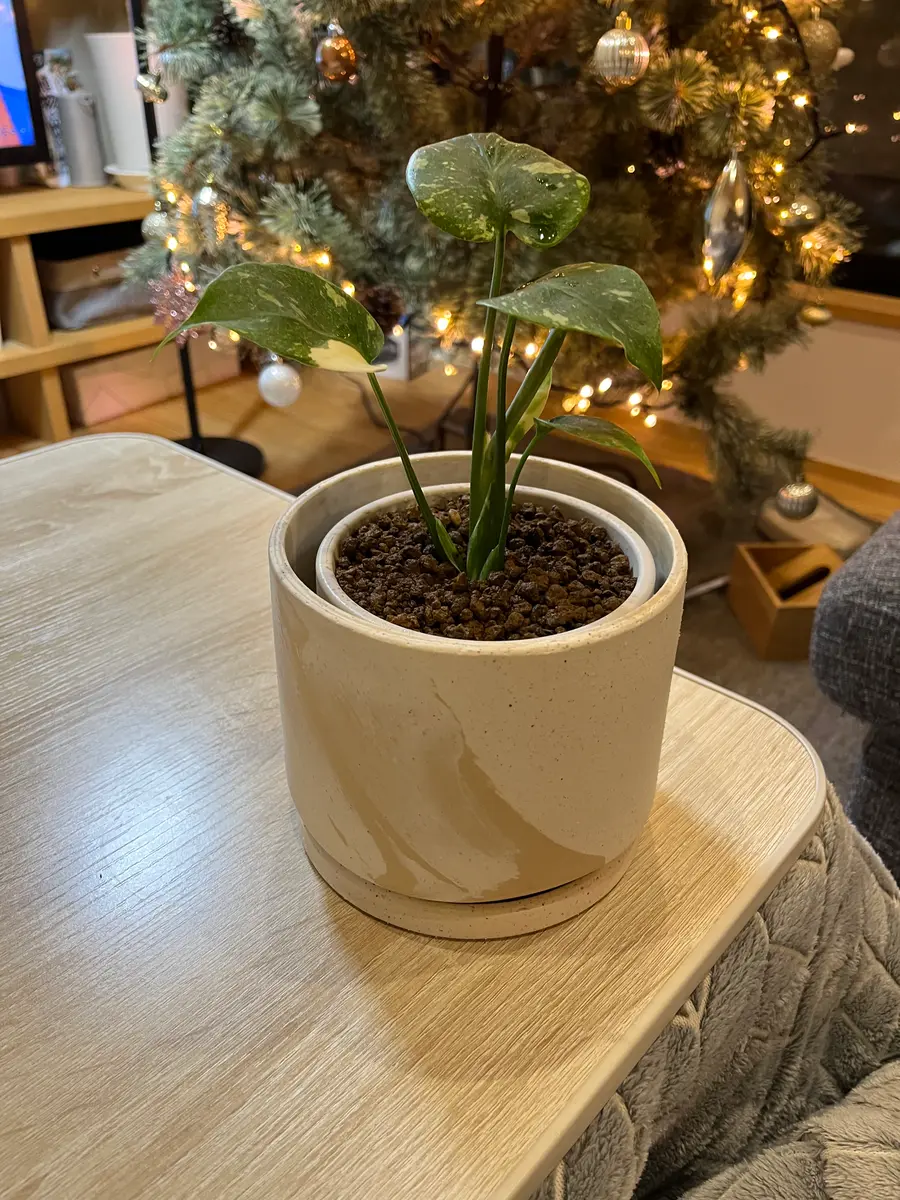 斑入りのモンステラを購入し植え替えたのですが、購入時ぐらつ