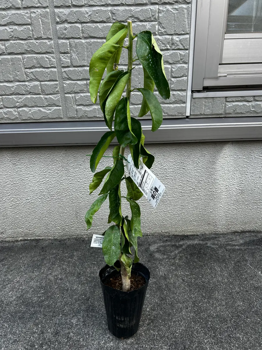 いつもこちらで勉強させていただいてます。今回もお世話になり