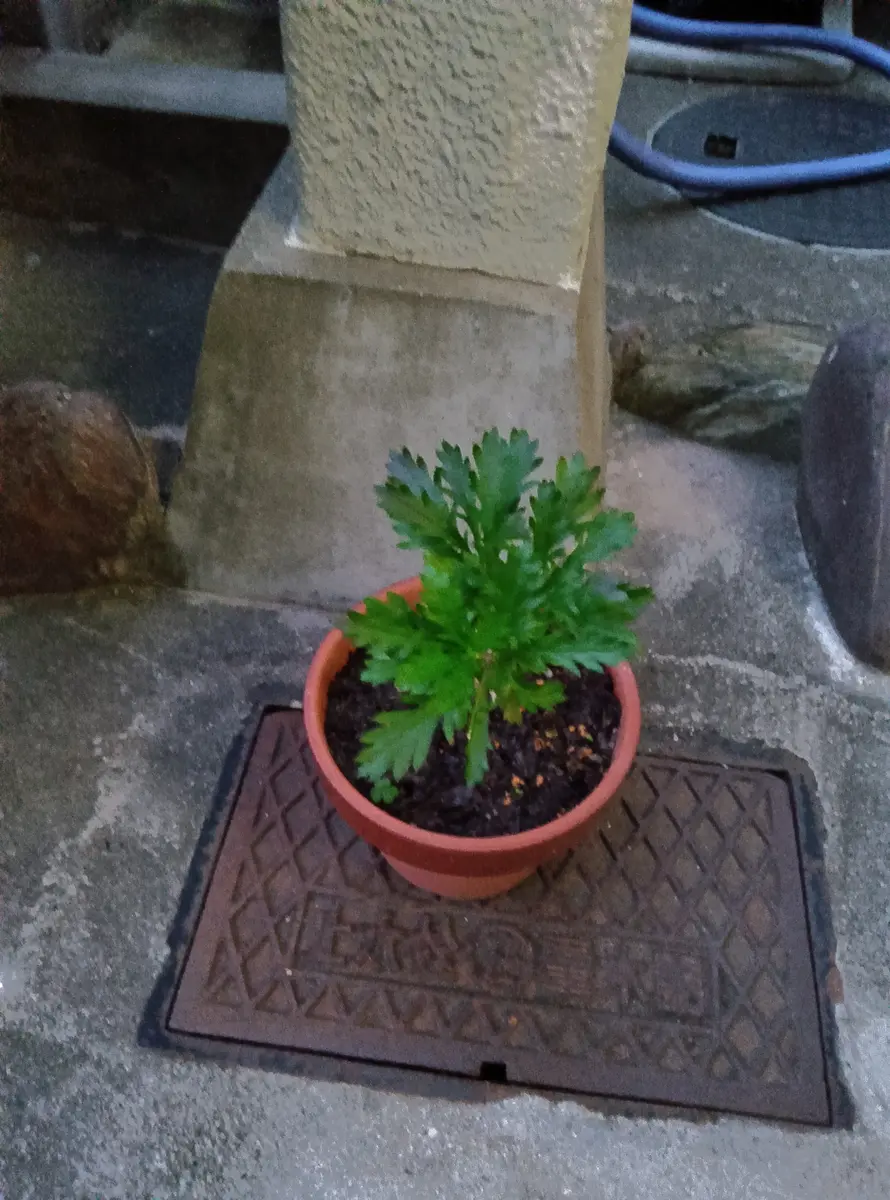 知人から頂いたものです。3·4ヶ月前に挿木をしたそうです。｜園芸