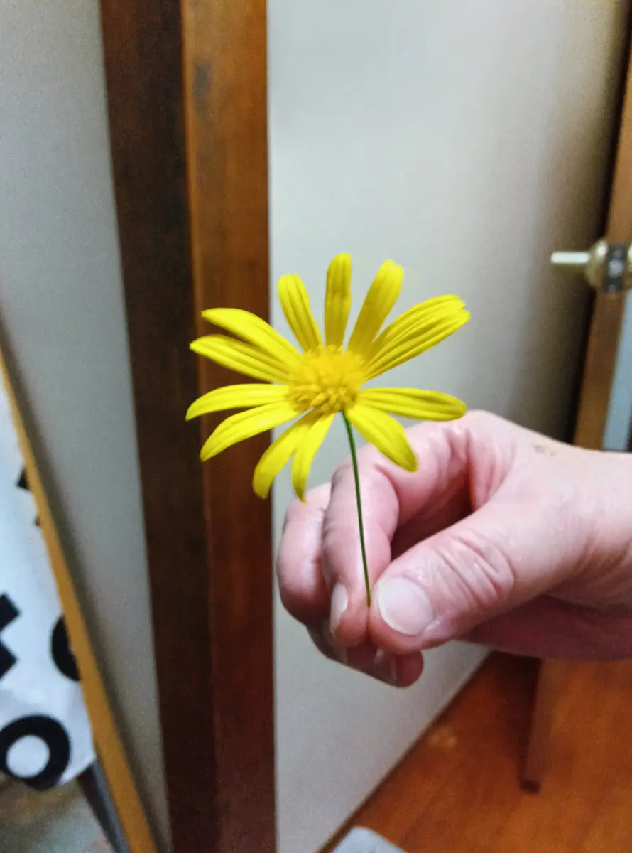 知人から頂いたものです。3·4ヶ月前に挿木をしたそうです