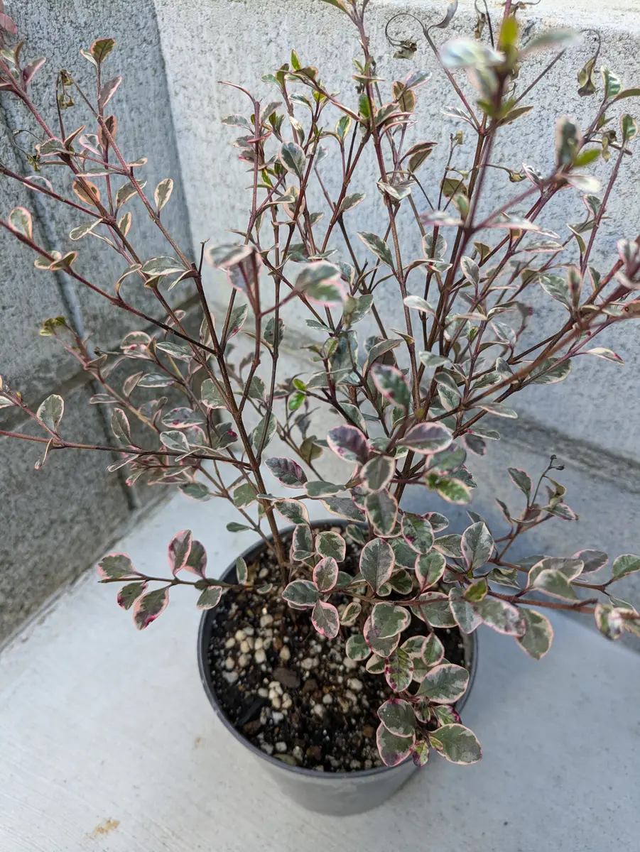 マジックドラゴンを外で育てています。新芽は出てるのですが上