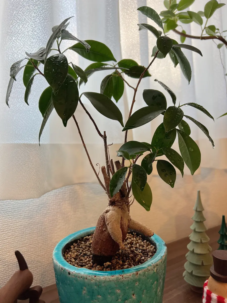パキラとガジュマルの剪定と植え替えについて教えて下さい。ど 