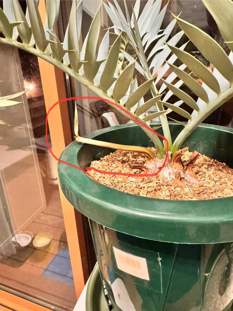 エンセファルトス　ホリダス エンセファルトス・ホリダスについてご教授願えたらと思います