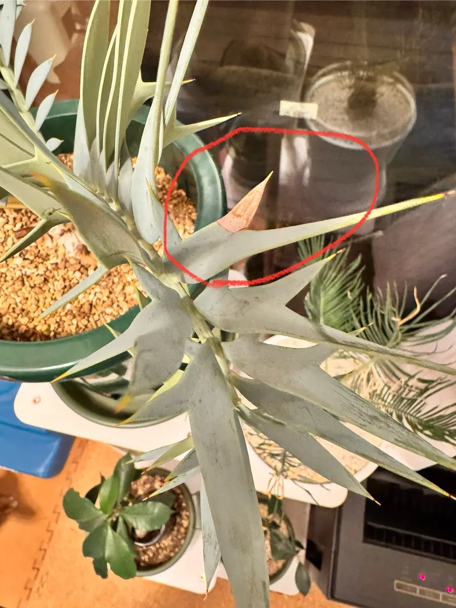 エンセファルトス・ホリダスについてご教授願えたらと思います