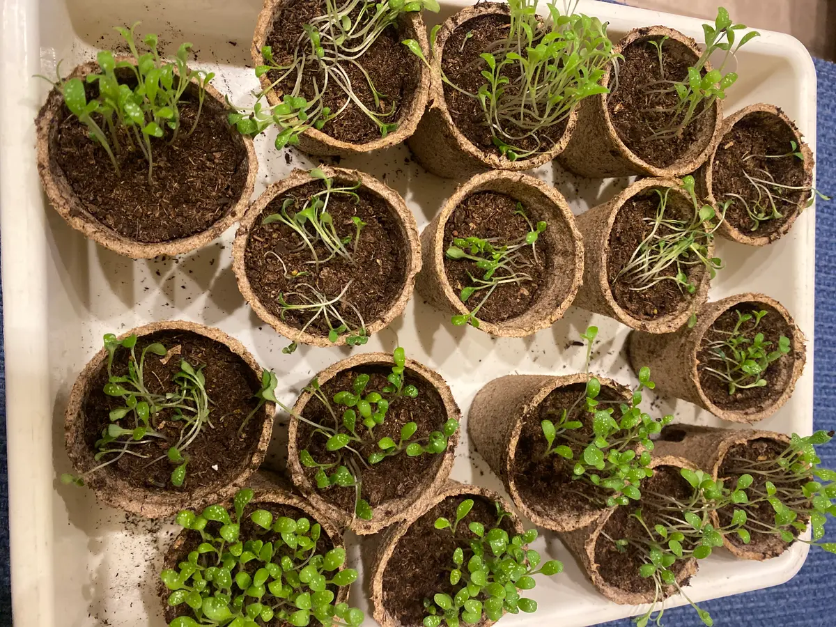 ど素人です。ネモフィラの種をエコポットにタネをまきました