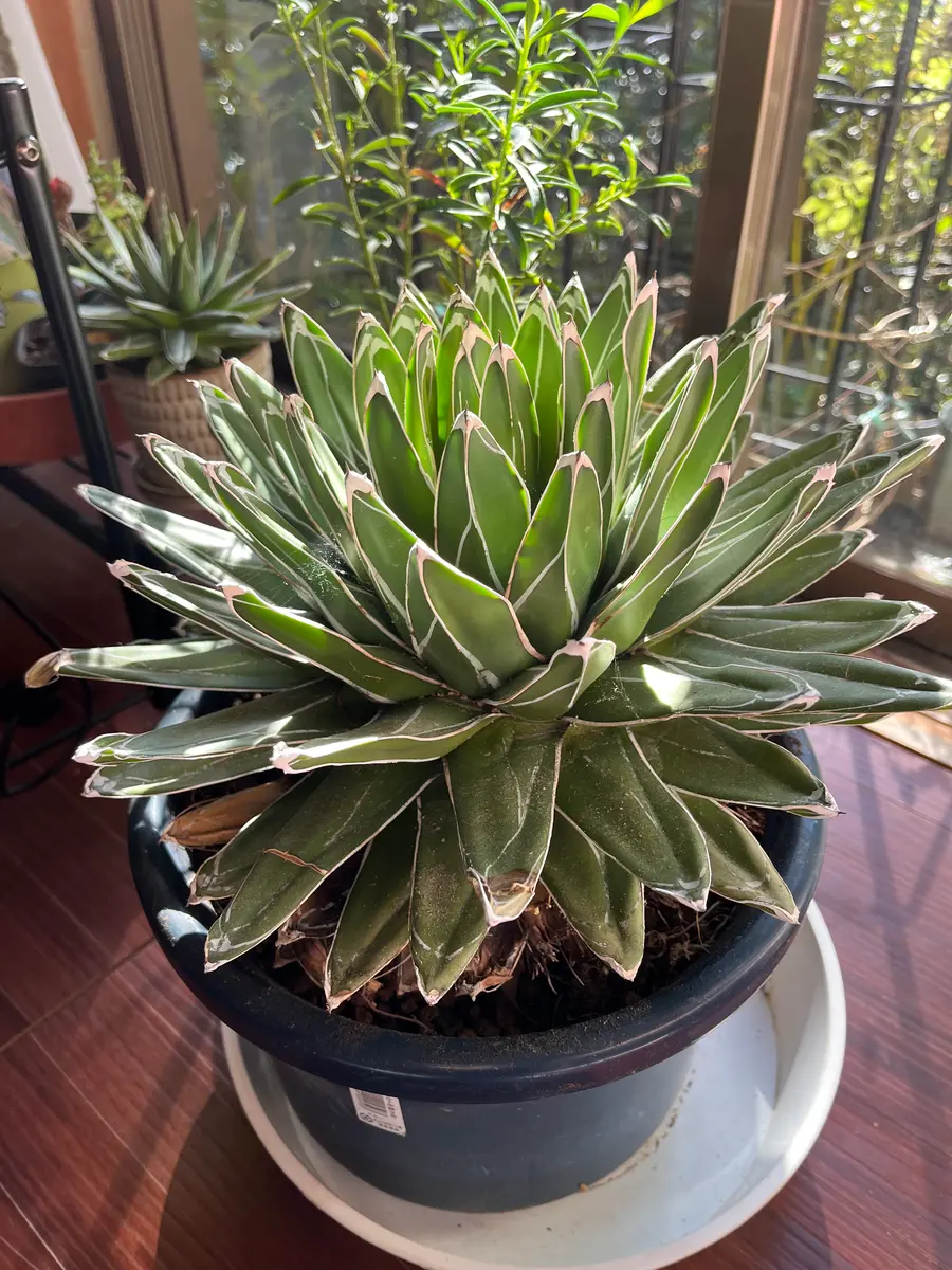 笹の雪　　8号 園芸ネット本店｜アガベ：笹の雪 8号鉢植え の通販【公式】