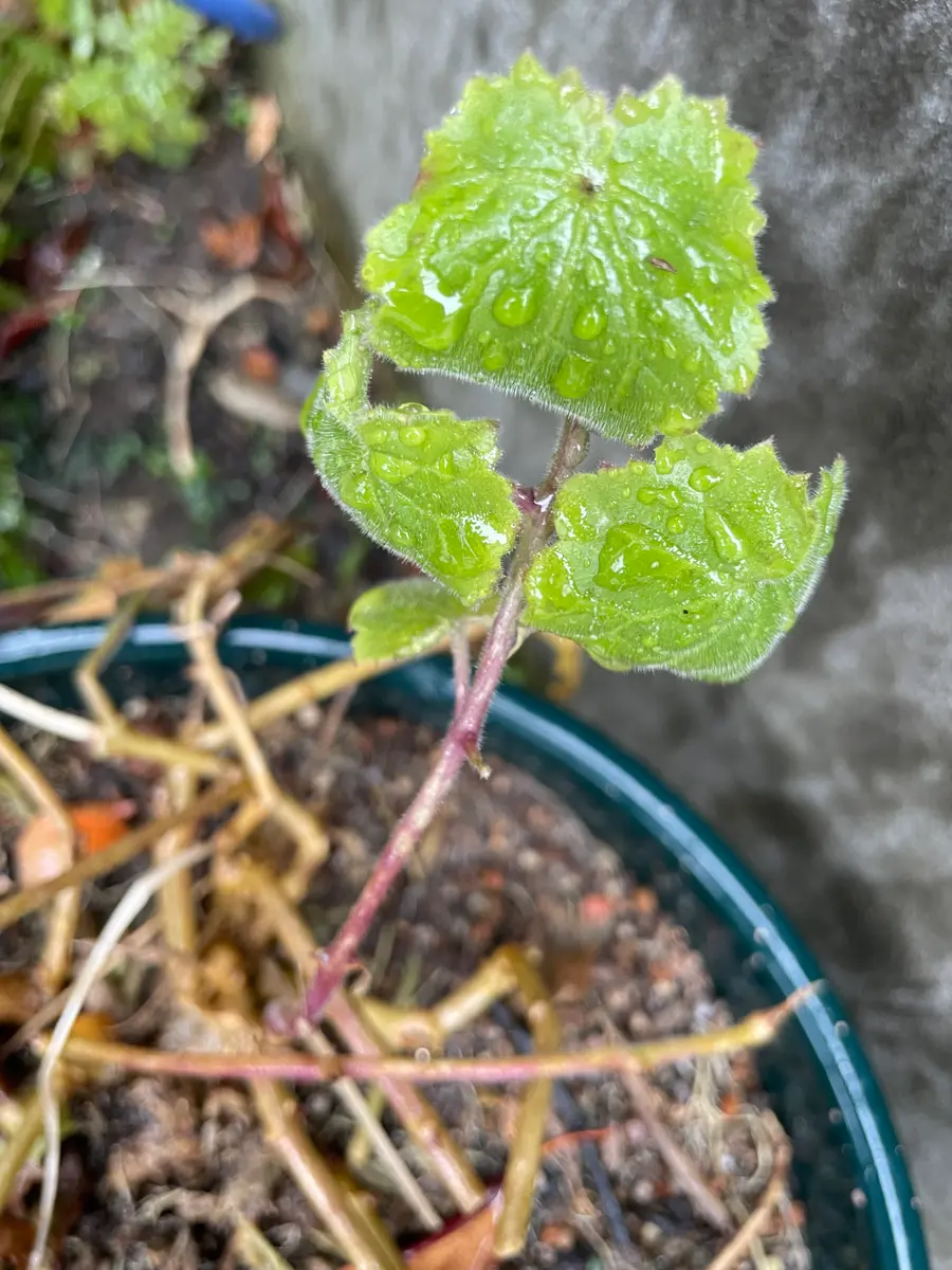 母が脳梗塞になり、発語が上手くできなくなり、植物の名前や育