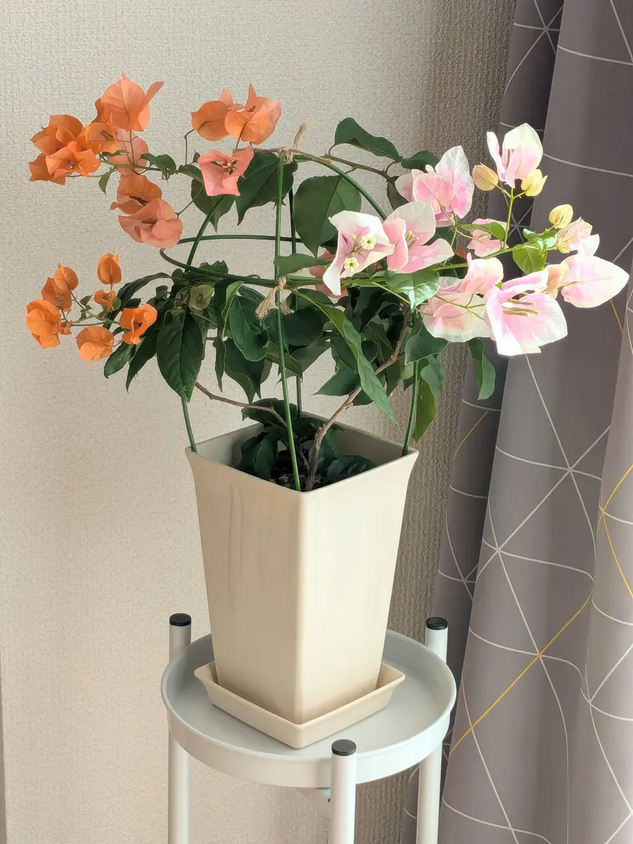 ブーゲンビリア（ブーゲンビレア）についてご相談です。10月｜園芸