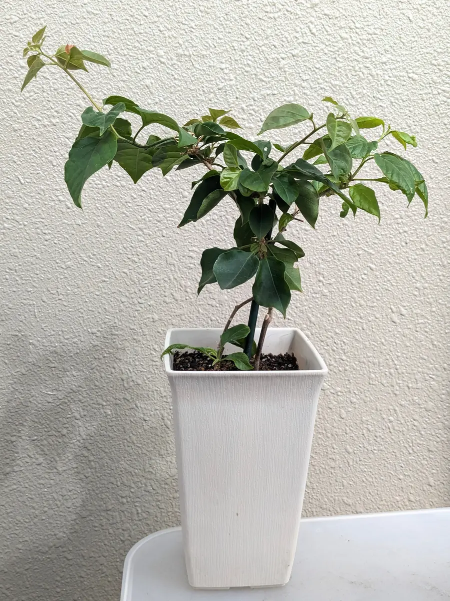 希少　ブーゲンビリア　植え替えでから発送 ブーゲンビリア（ブーゲンビレア）についてご相談です。10月｜園芸