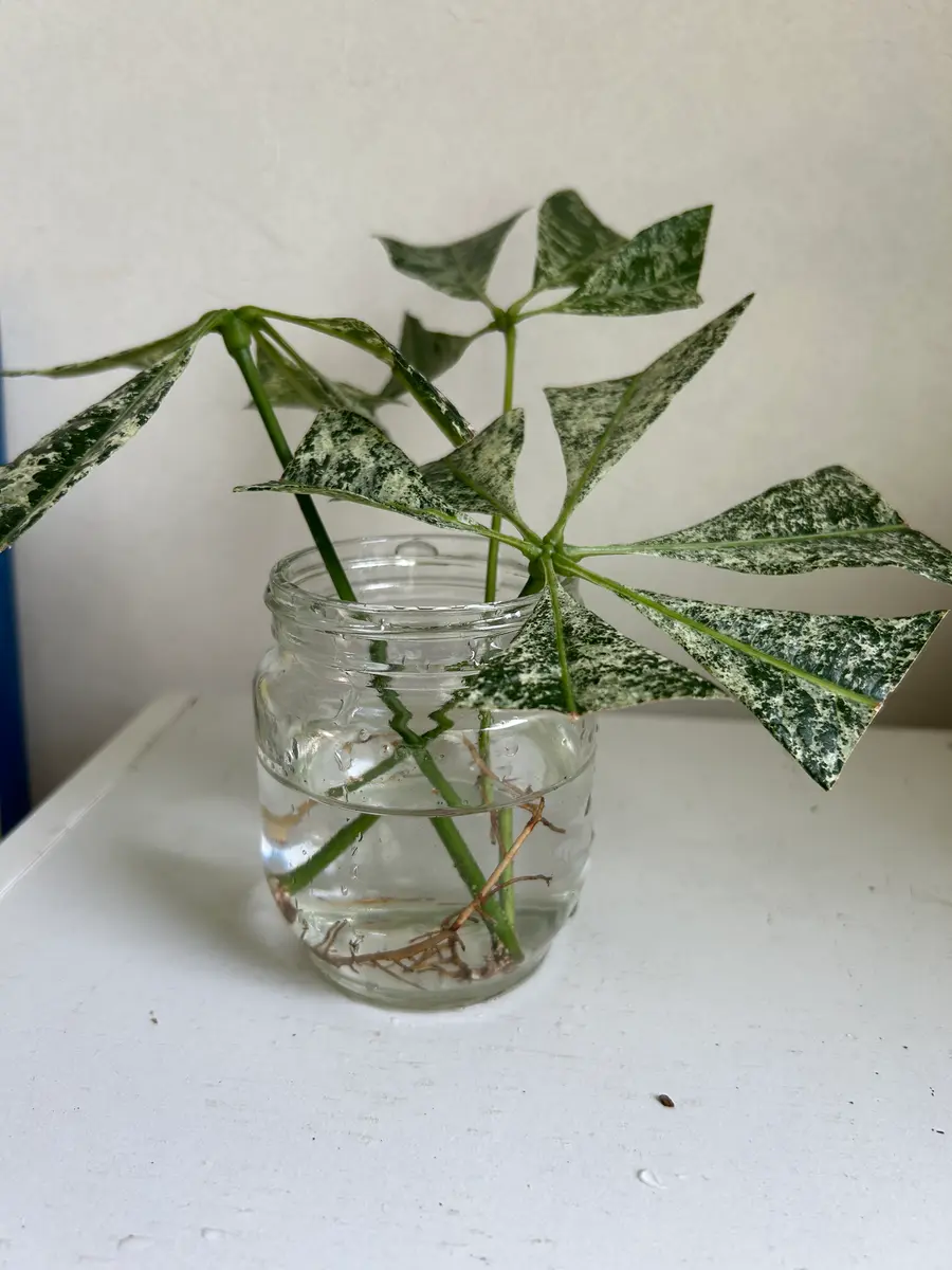 ✨希少✨パキラ　ミルキーウェイ　実生苗3 パキラ：ミルキーウェイ（実生株） 3.5号ポット の通販 | 園芸ネット