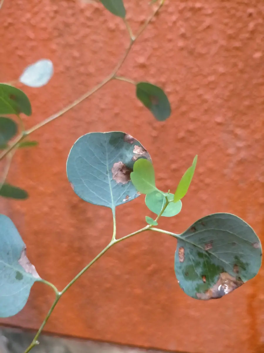 ユーカリポポラスを鉢植えで育てています。葉の一部が枯れてし