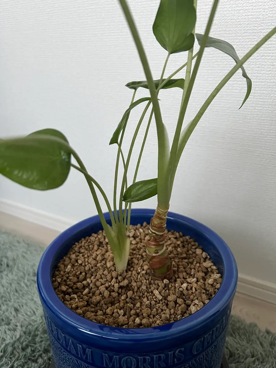 クワズイモ確認用です