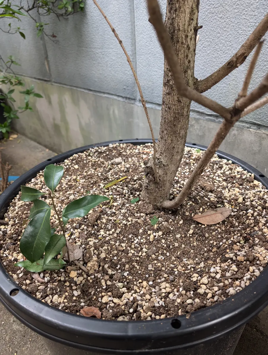 キンモクセイの鉢に芽が生えてきました。葉は似てるけど違うよ