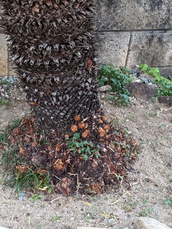 尖った葉をたくさんつけるため、悪い気を払い、幸運を引き寄せ