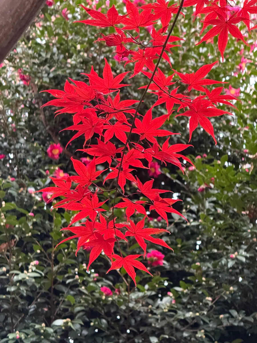 最終決算 もみじの色づきについて真っ赤な紅葉に憧れていますが、園芸店 冷蔵庫・冷凍庫