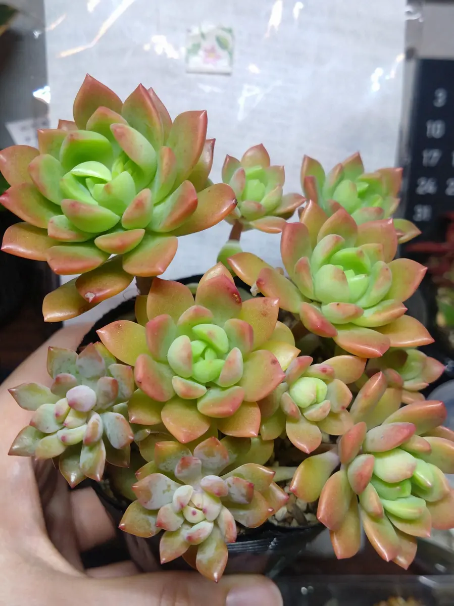 多肉植物 マッコス 葉挿し50枚 ＋ プロリフィカ  葉挿し 50枚　① マッコスを葉挿しで増やして丼を作ったのですが、写真左下の2つ