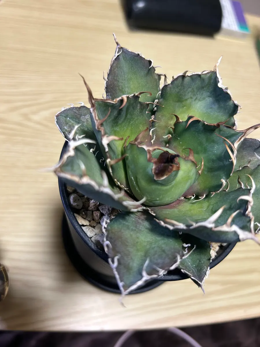 アガベ 白鯨 斑入り アガベ・チタノタ白鯨（縞斑）中-002｜agave