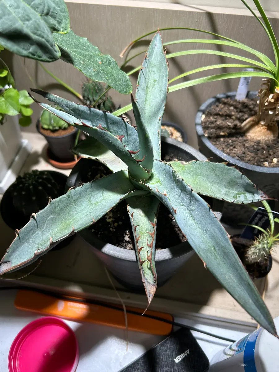 アガベ チタノタブルー 【公式通販】