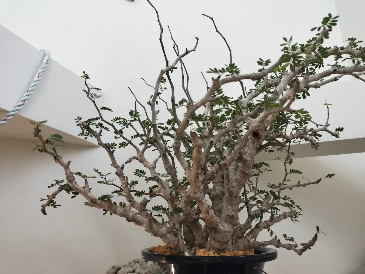 センナ メリディオナリス 12 センナ メリディオナリス 12 センナ メリディオナリス Senna