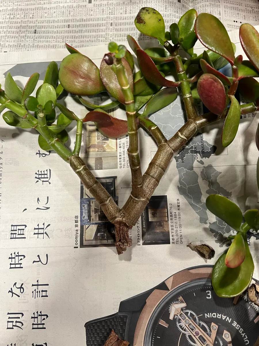 金のなる木を鉢植えで育て始めて10年ほどで随分大きくなり、落