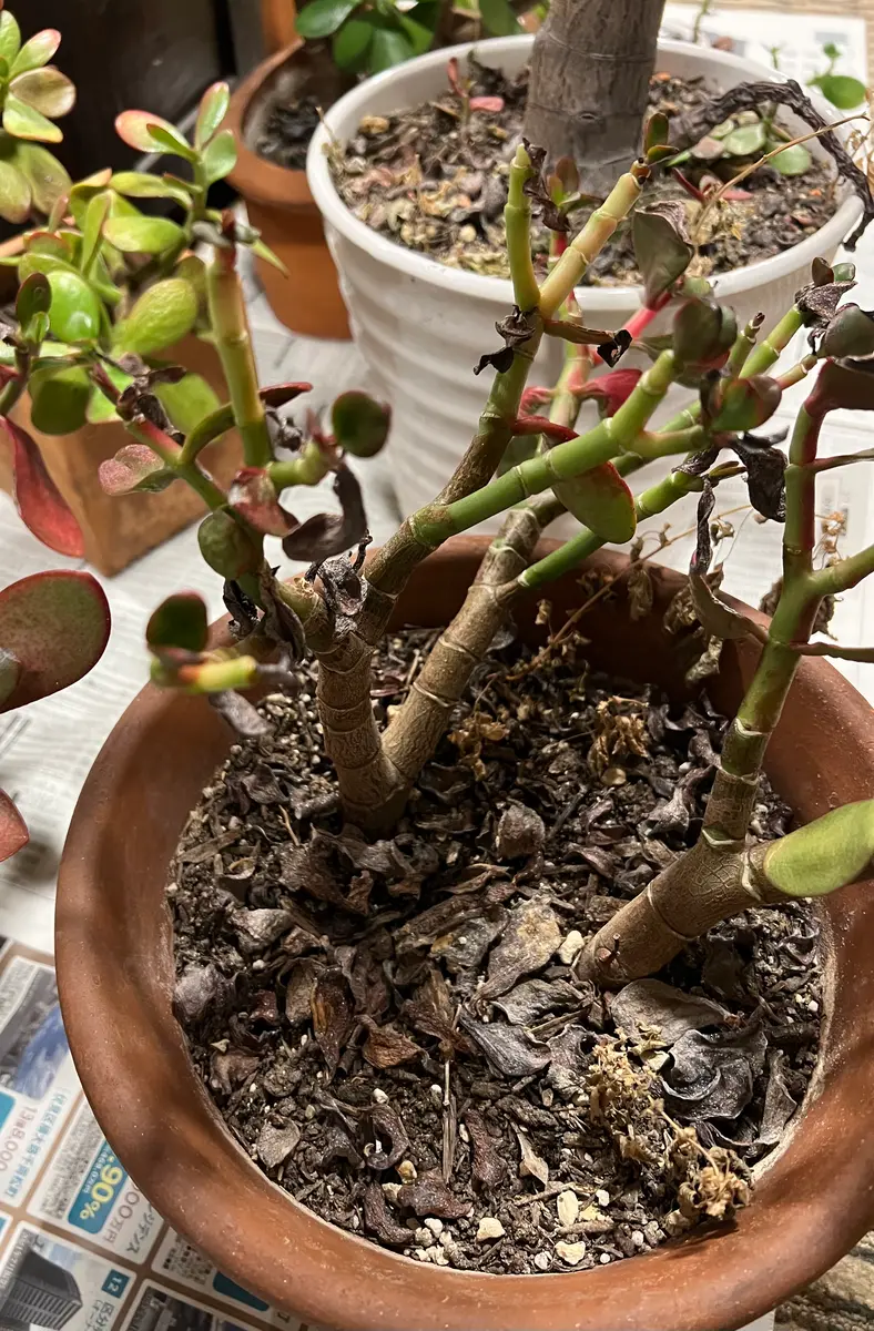 金のなる木を鉢植えで育て始めて10年ほどで随分大きくなり、落