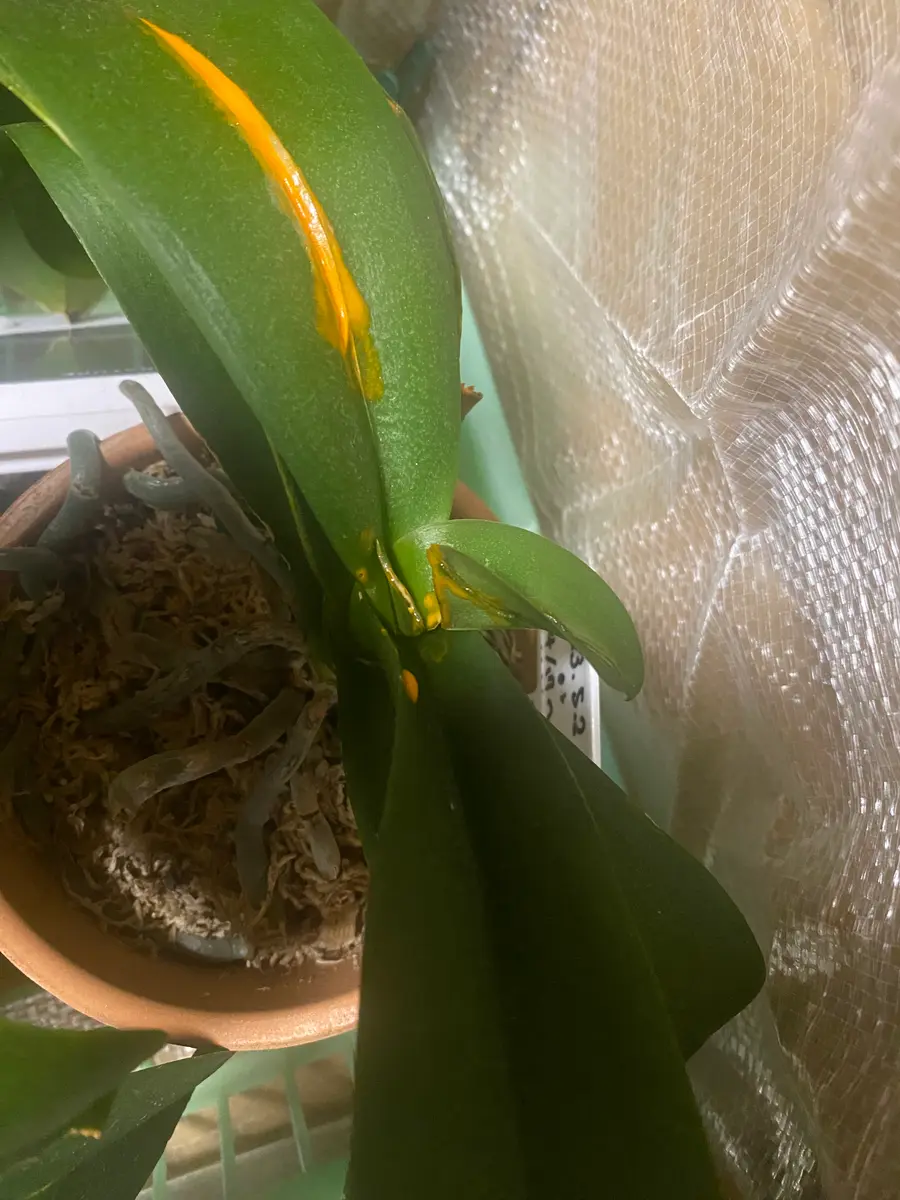胡蝶蘭を3かぶ大事にお世話していて新芽が出てきていてとても嬉