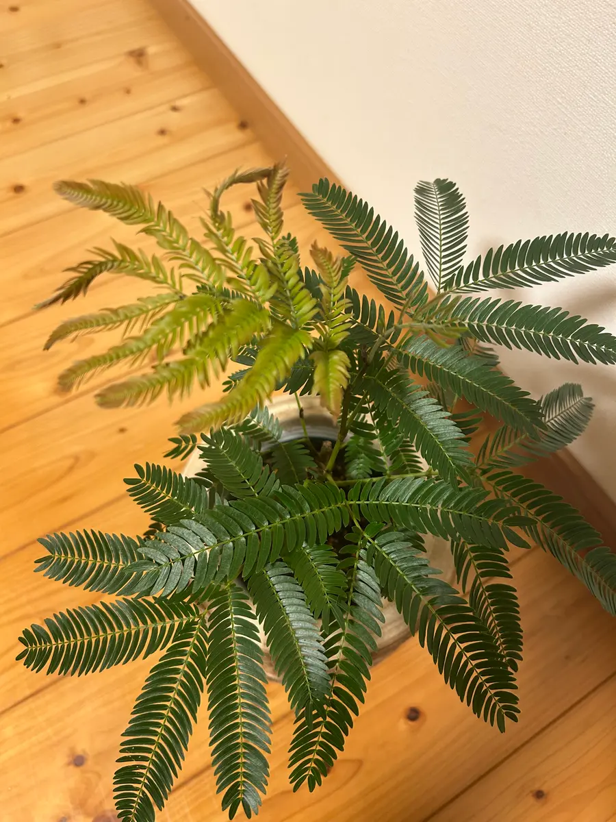 エバーフレッシュの新芽について教えてください。新芽が11月ご