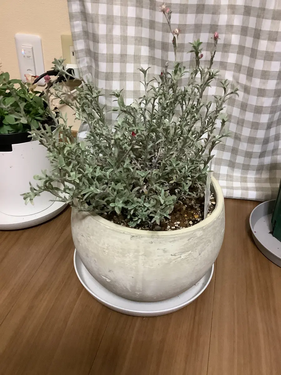 シンカルファ　ハートクィーン　タネ　種 シンカルファ ハートクィーン タネ 種