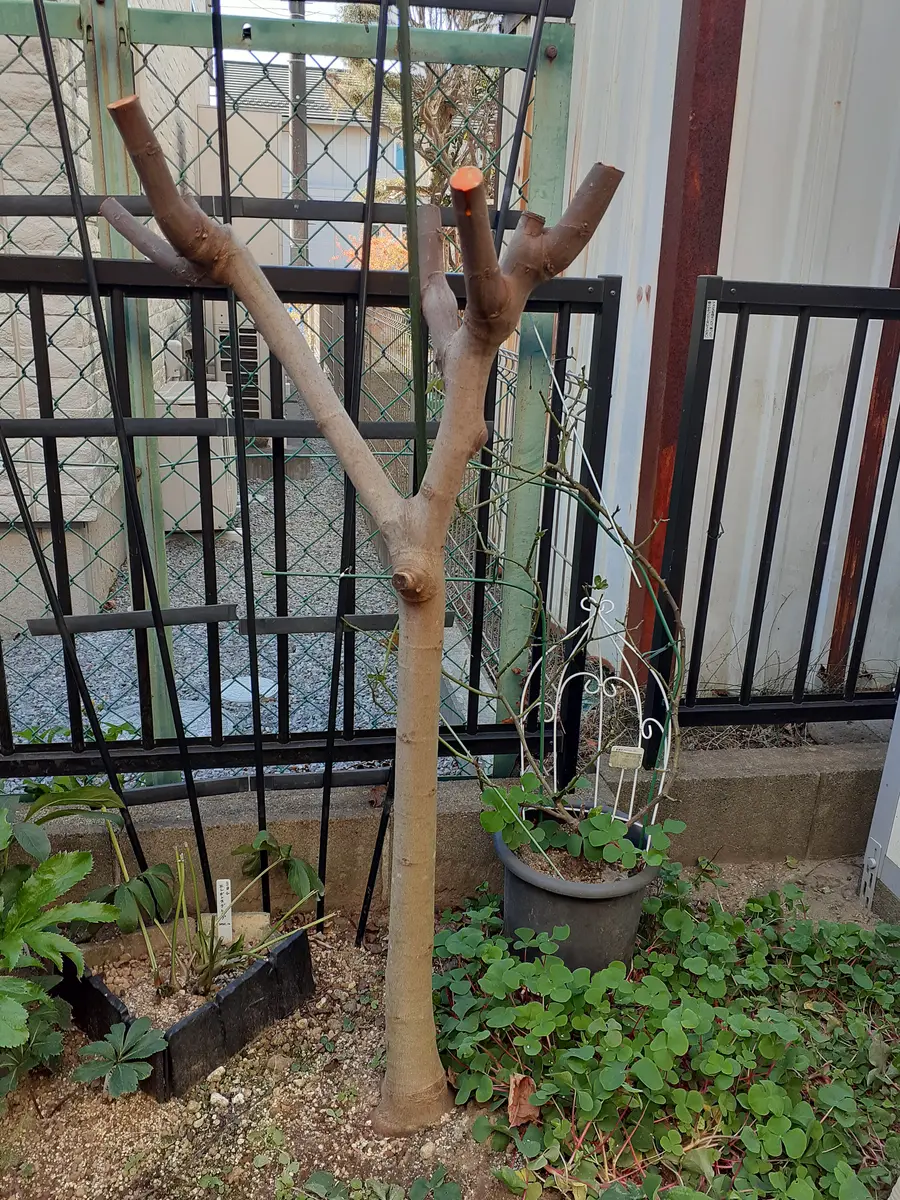 イチジク の 剪定