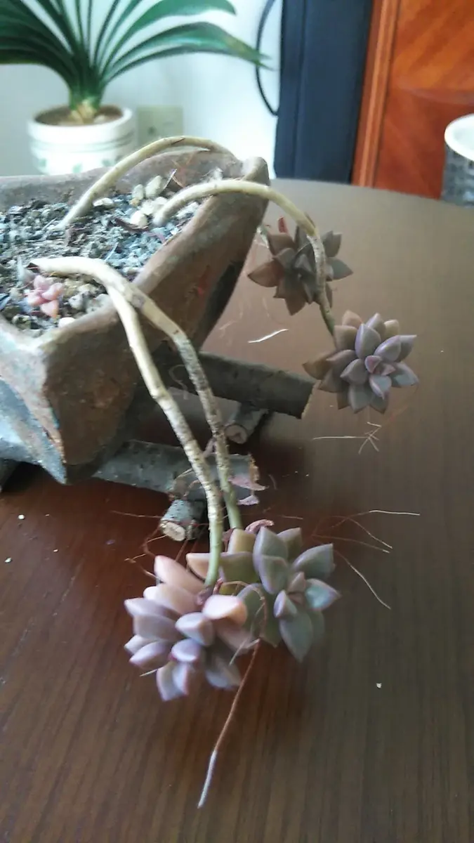 多肉植物、垂れ下がるのですがこれはこうのようこなる種類なの 