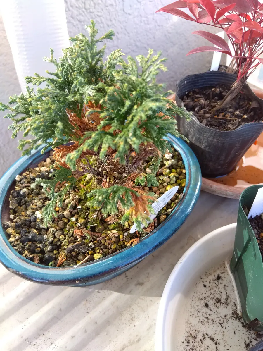 姫サワラが茶色の部分が増えてきて心配になってきました。この