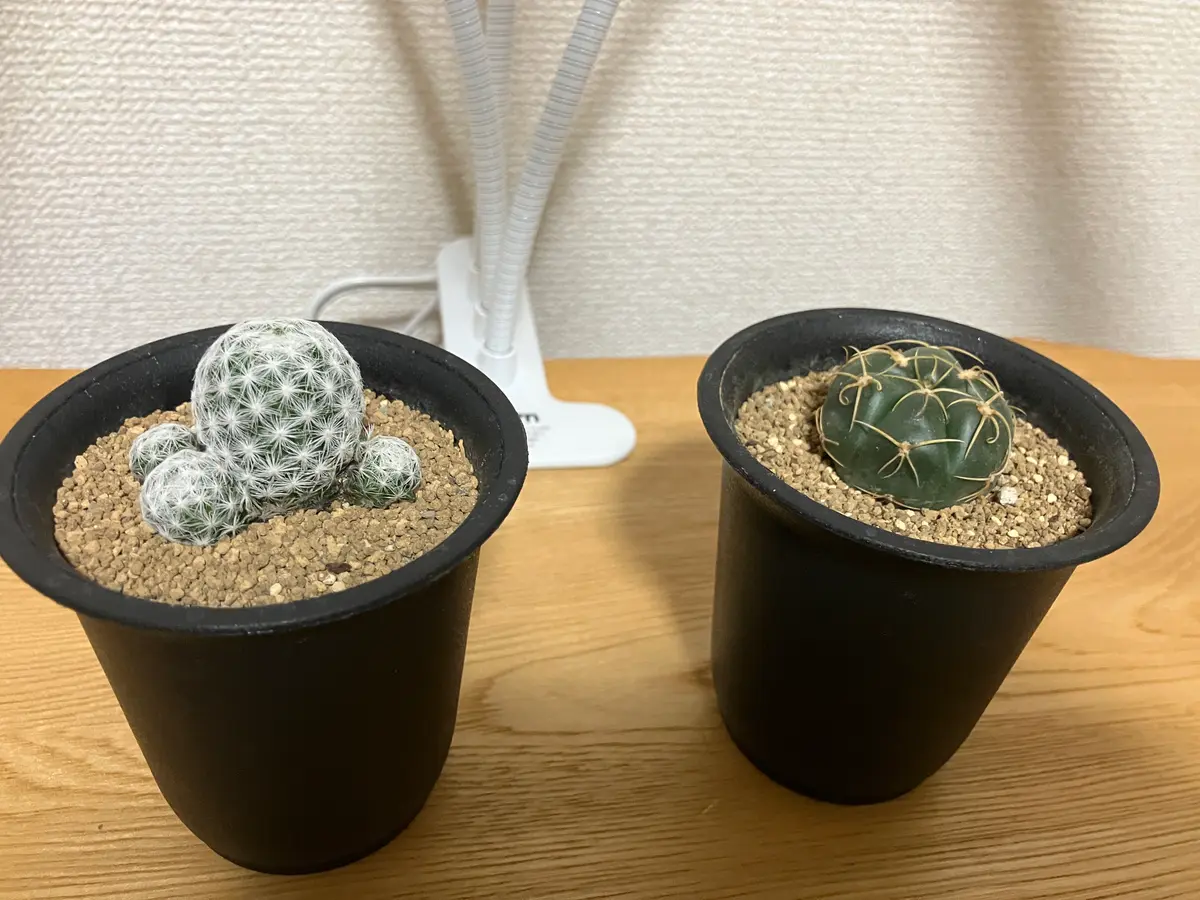 サボテンの姫春星と海王丸(ともに株の直径は3cmほど)を育ててい
