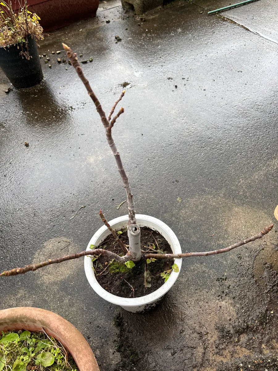 3年ほど前から鉢植えのいちじくをベランダで育てています。今｜園芸