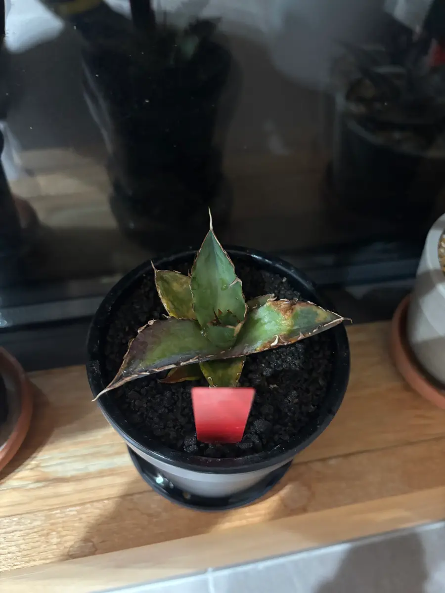 早い者勝ち　アガベ　チタノタ　オテロイ　ハデス　恐竜牙歯　極上株　強うねり　3 早い者勝ち アガベ チタノタ オテロイ ハデス 恐竜牙歯 極上株