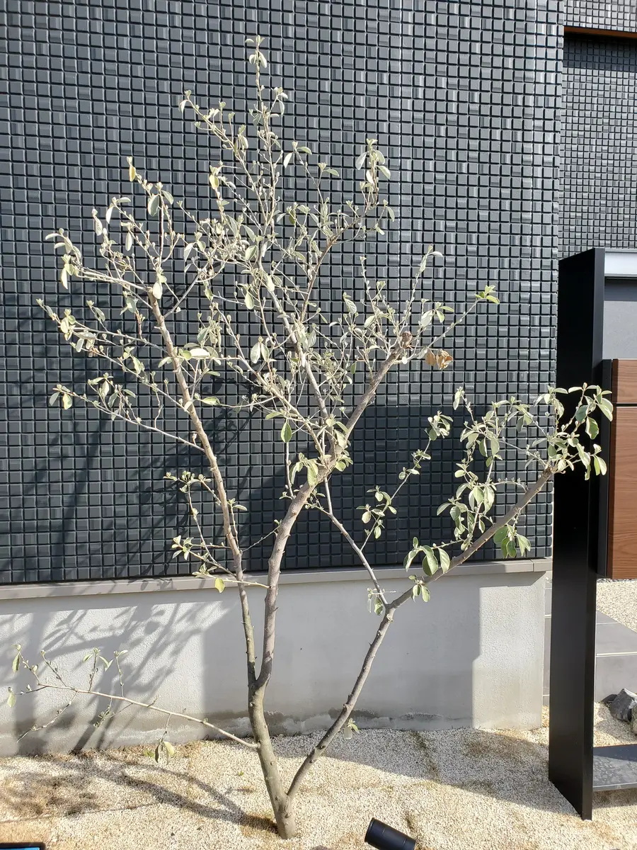 度々失礼します。庭に植えて1年になるシマグミの木なのですが｜園芸